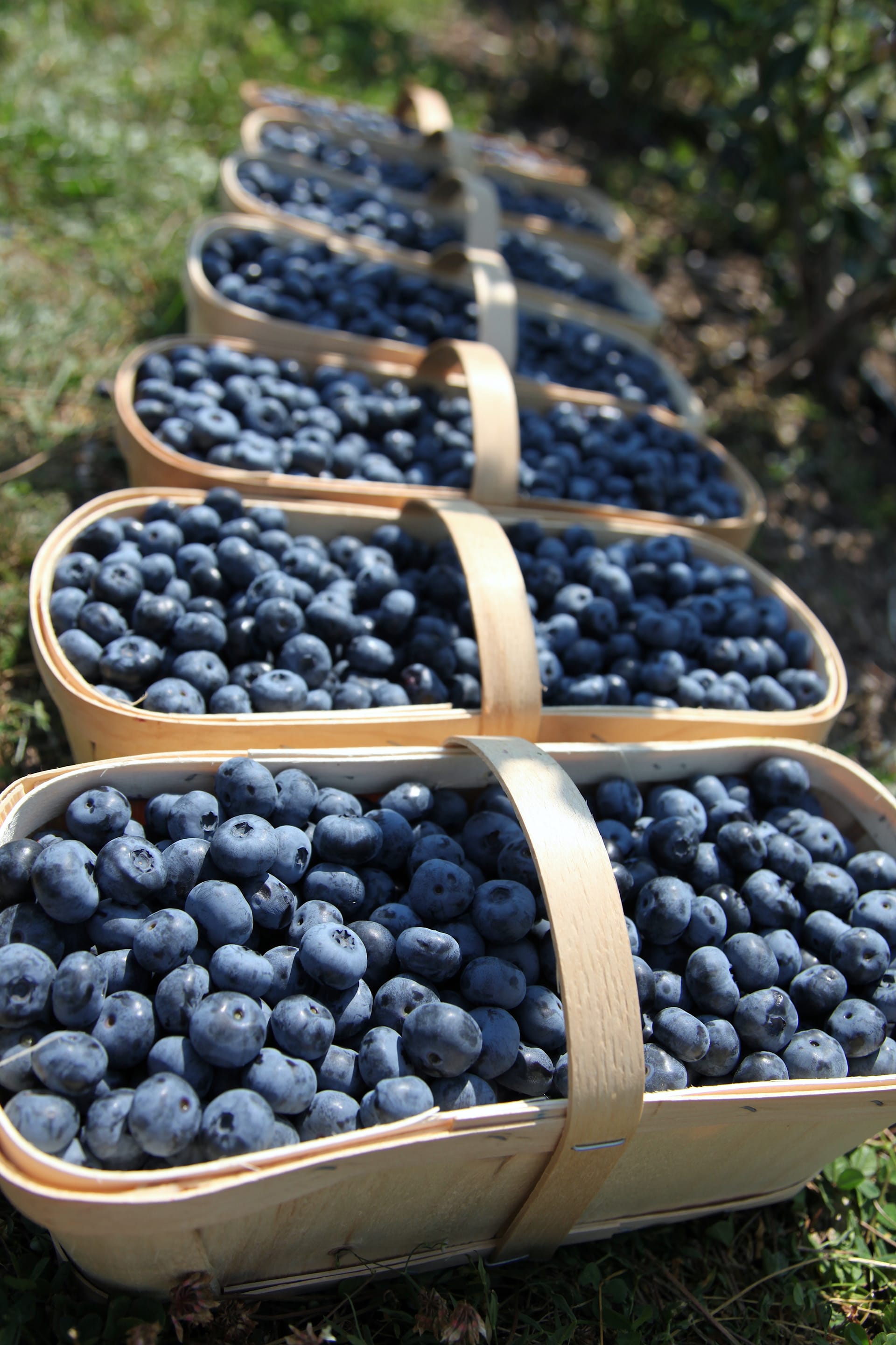 Wooden baskets filled with freshly picked blueberries lined up in the grass at a farm.