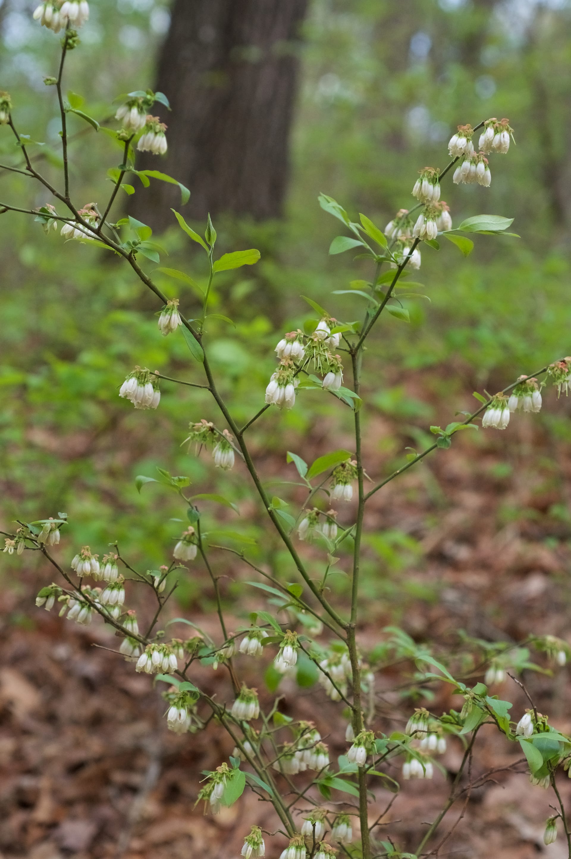 Ripening rabbiteye blueberries on the bush, the crop Poplarville is named for.