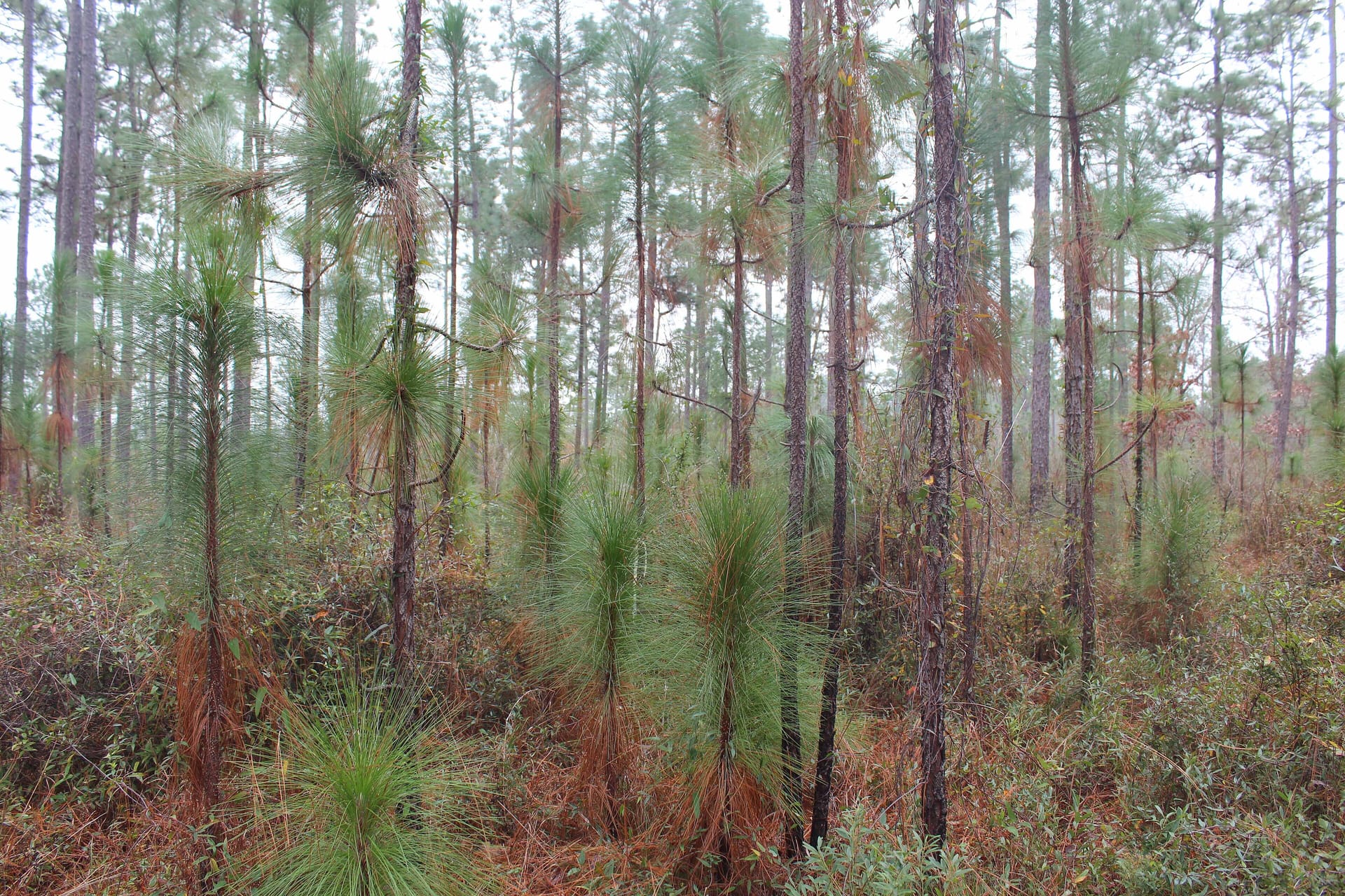 A longleaf pine at Poplarville, Mississippi.